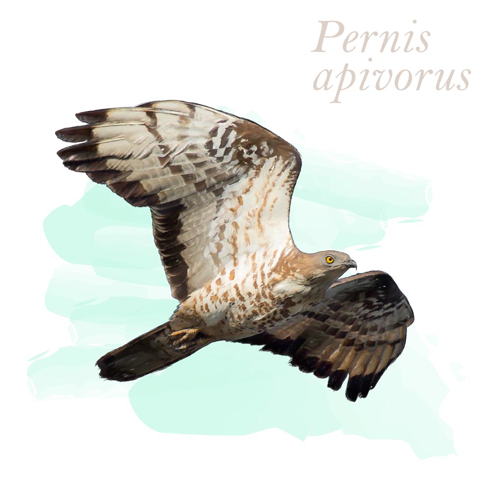 Pernis apivorus