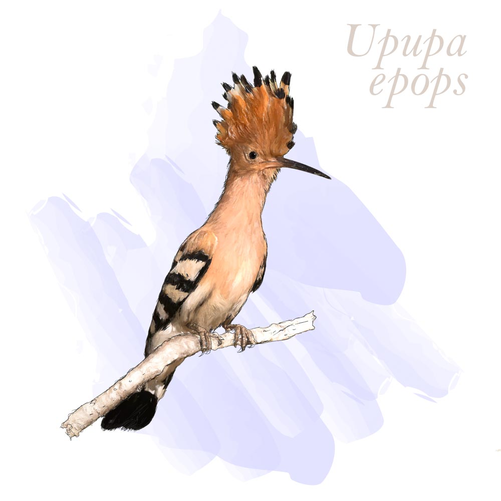 Upupa epops