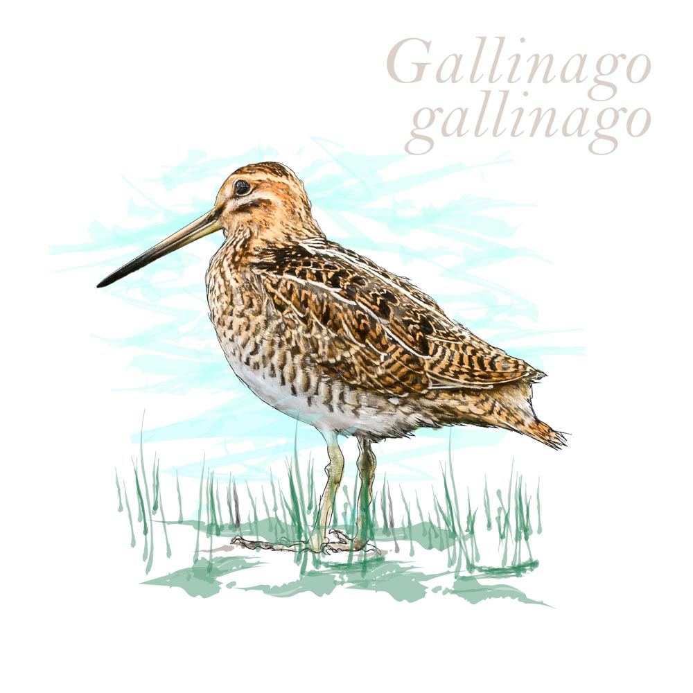 Gallinago gallinago