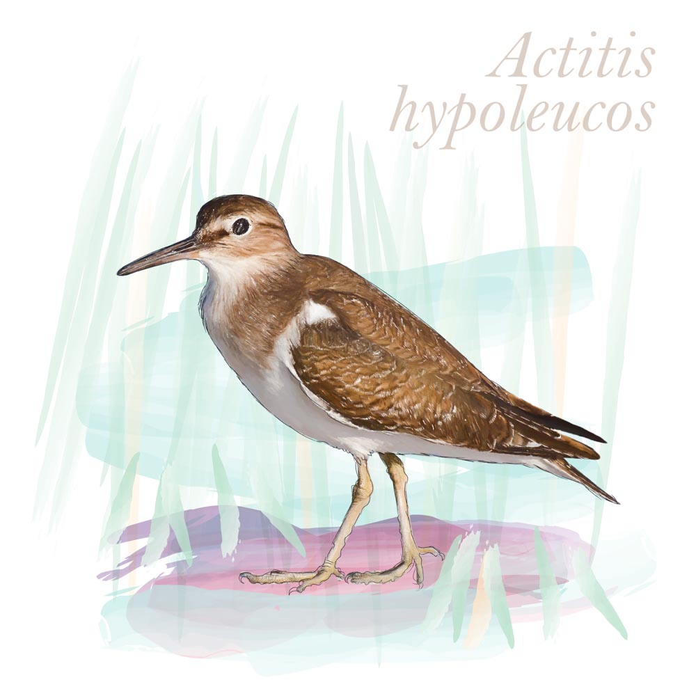 Actitis hypoleucos