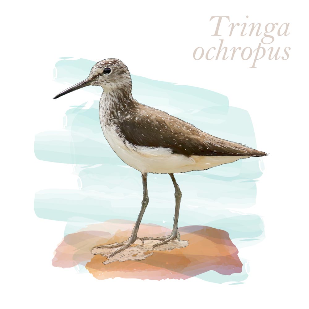 Tringa ochropus