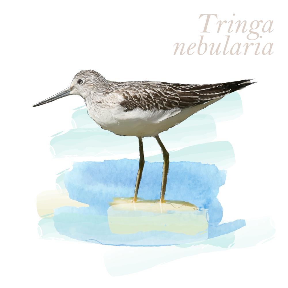 Tringa nebularia