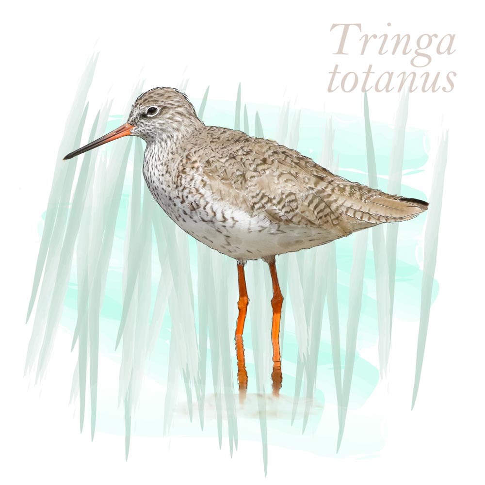 Tringa totanus