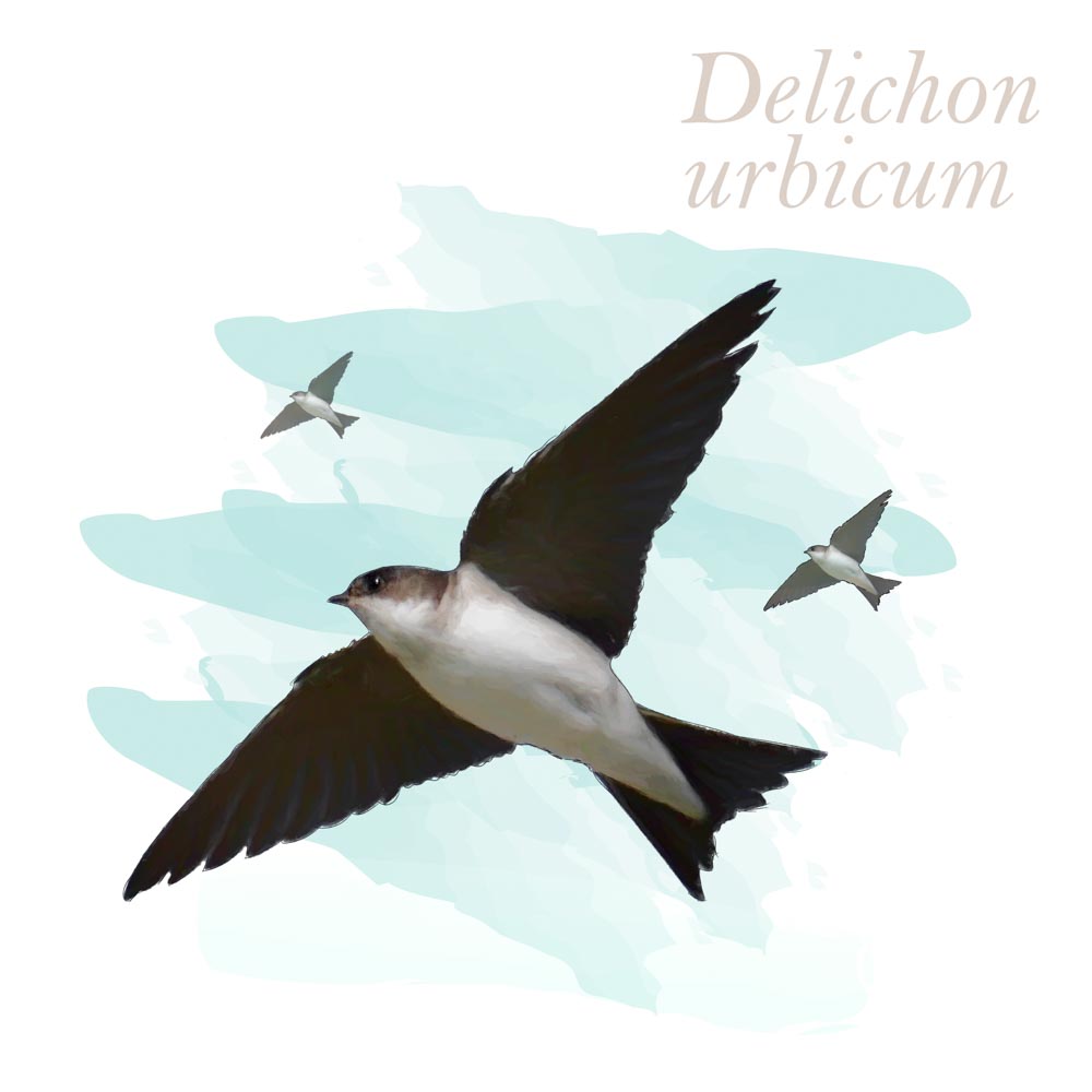 Delichon urbicum