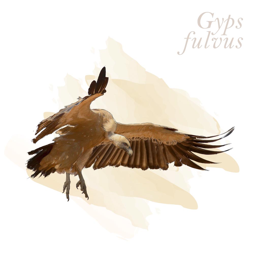 Gyps fulvus