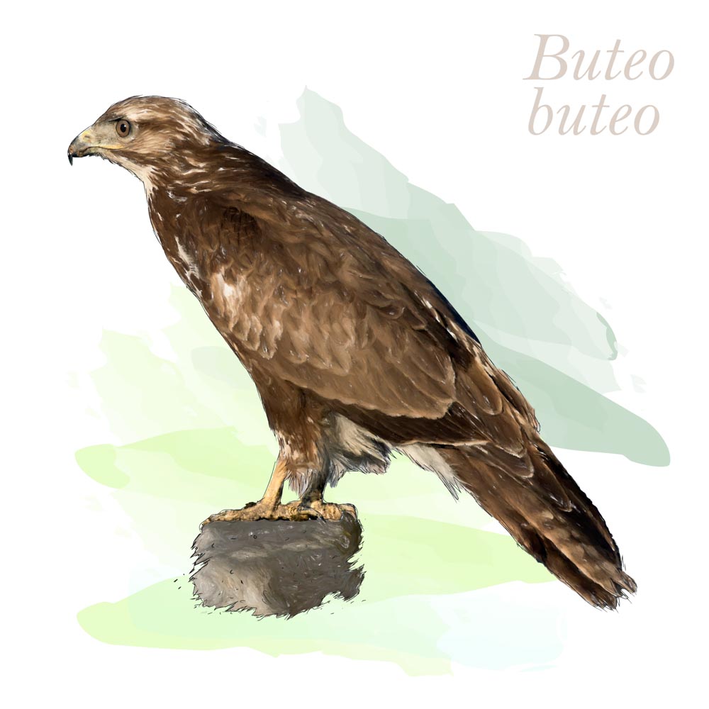 Buteo buteo