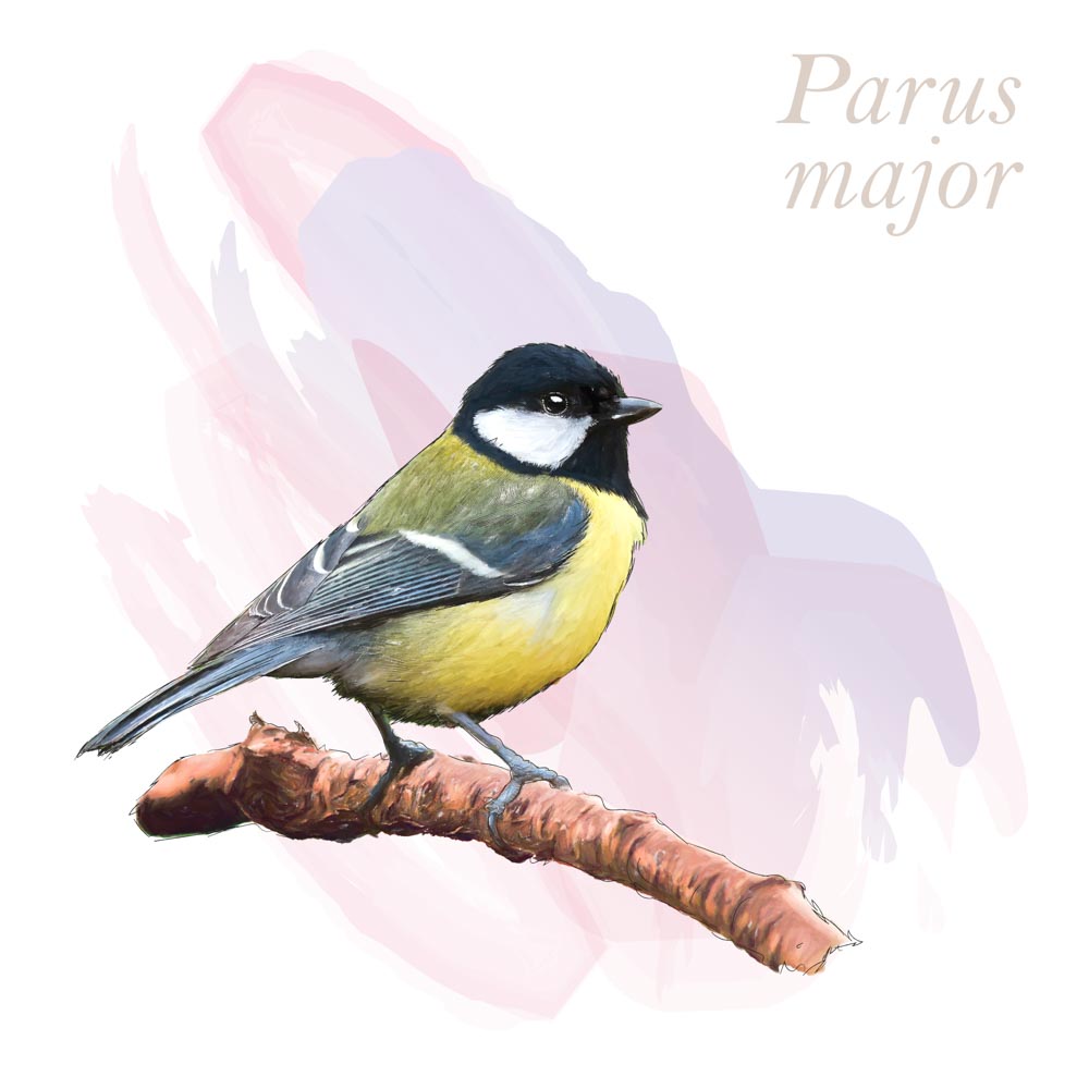 Parus major