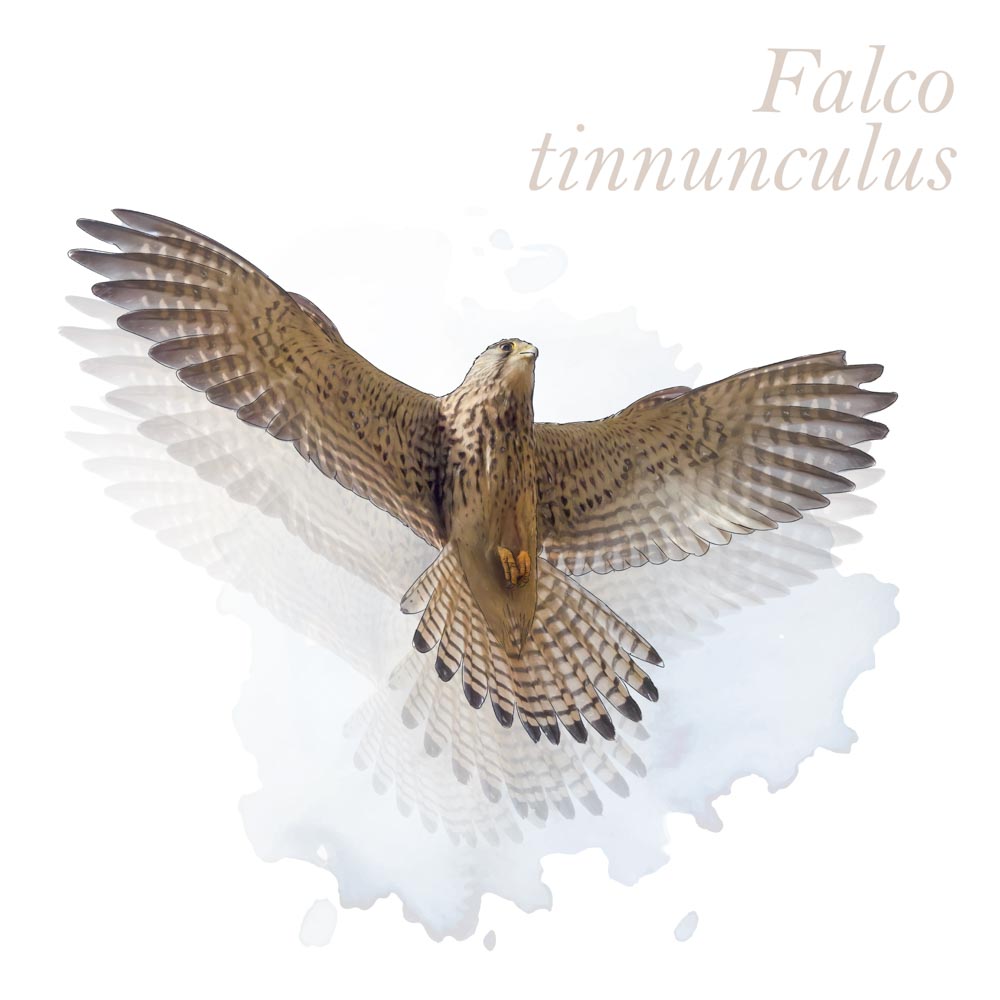 Falco tinnunculus