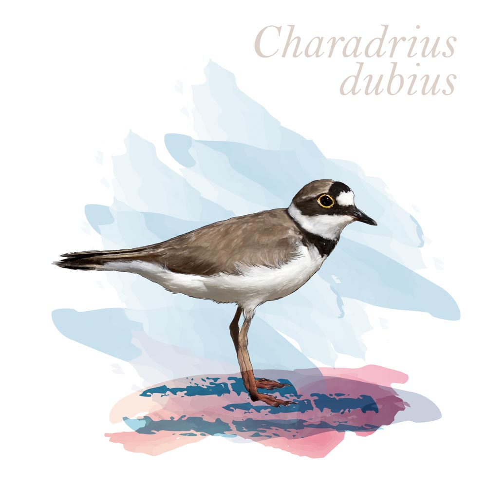 Charadrius dubius