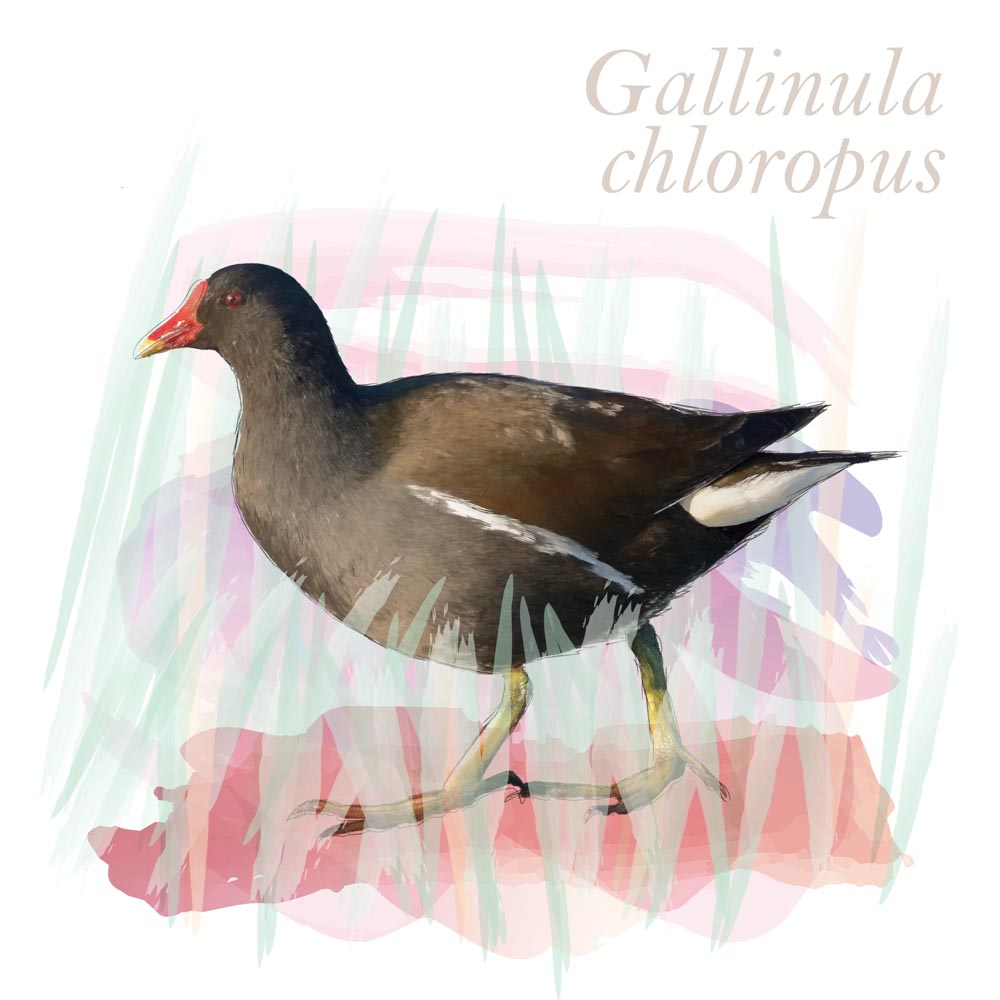 Gallinula chloropus