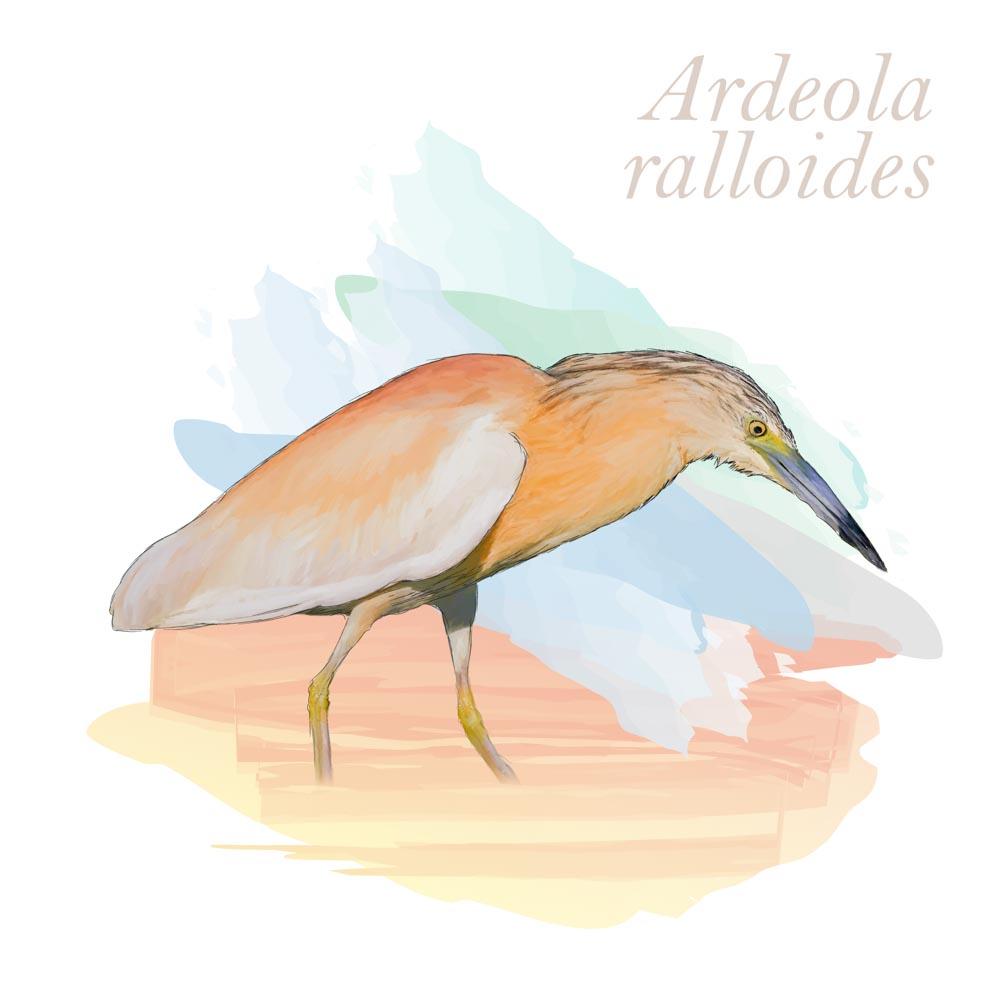 Ardeola ralloides