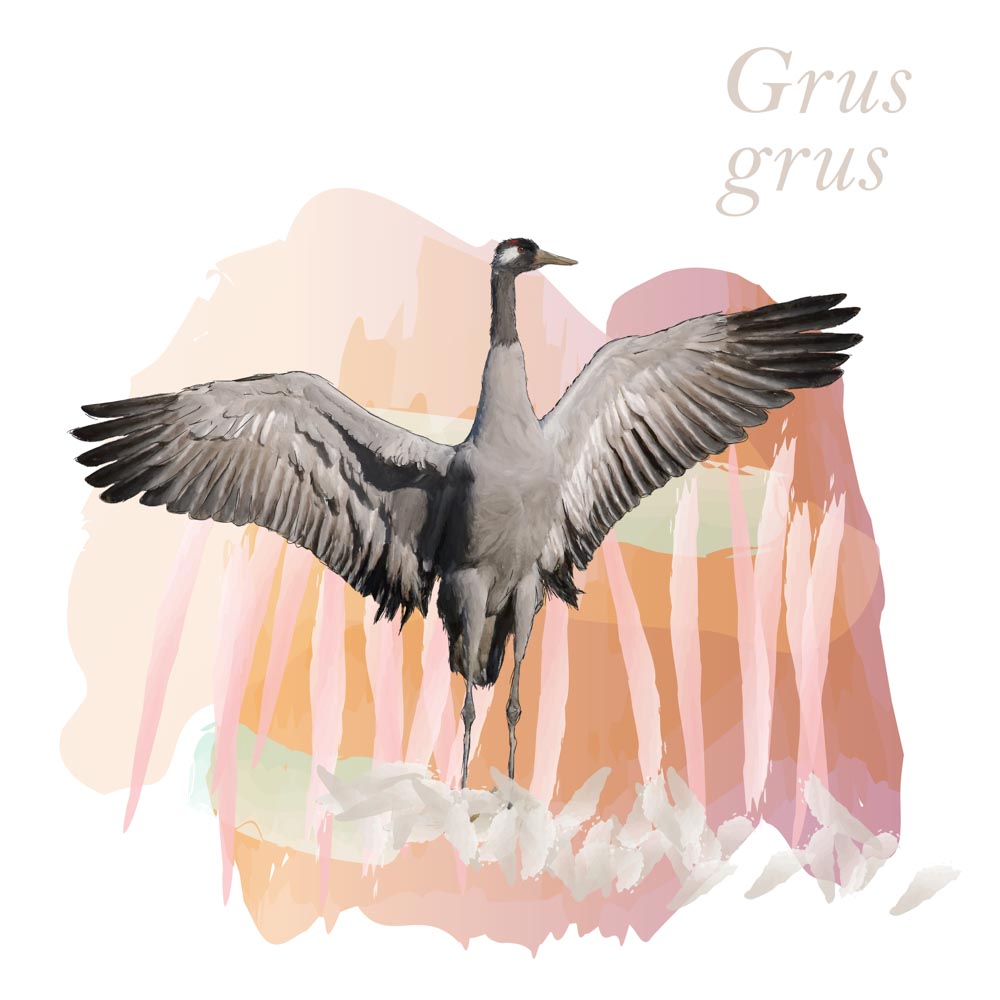 Grus grus