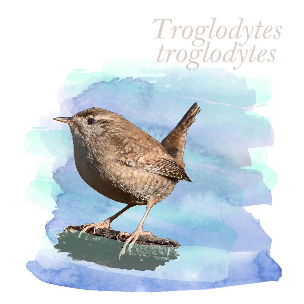 Troglodytes troglodytes