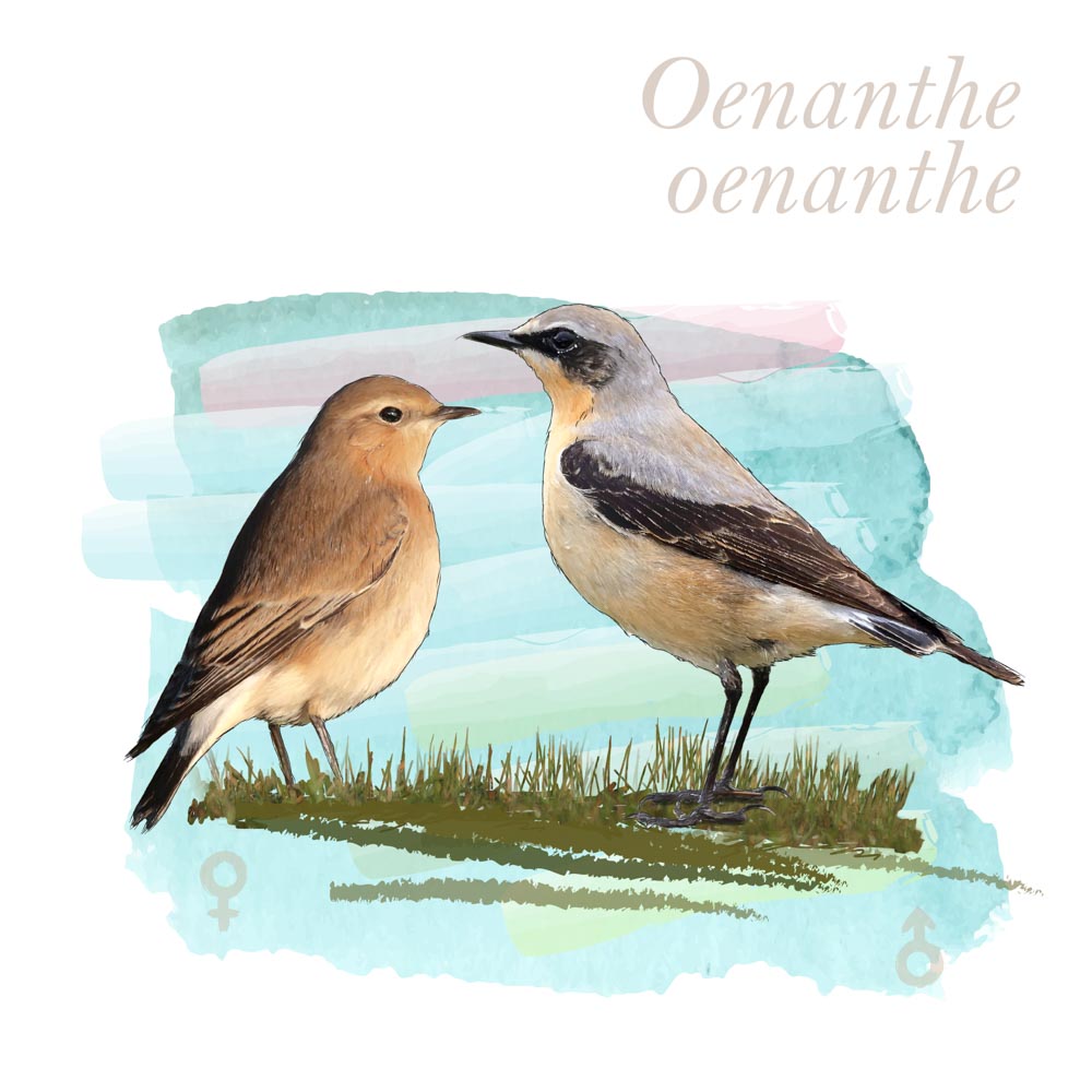 Oenanthe oenanthe