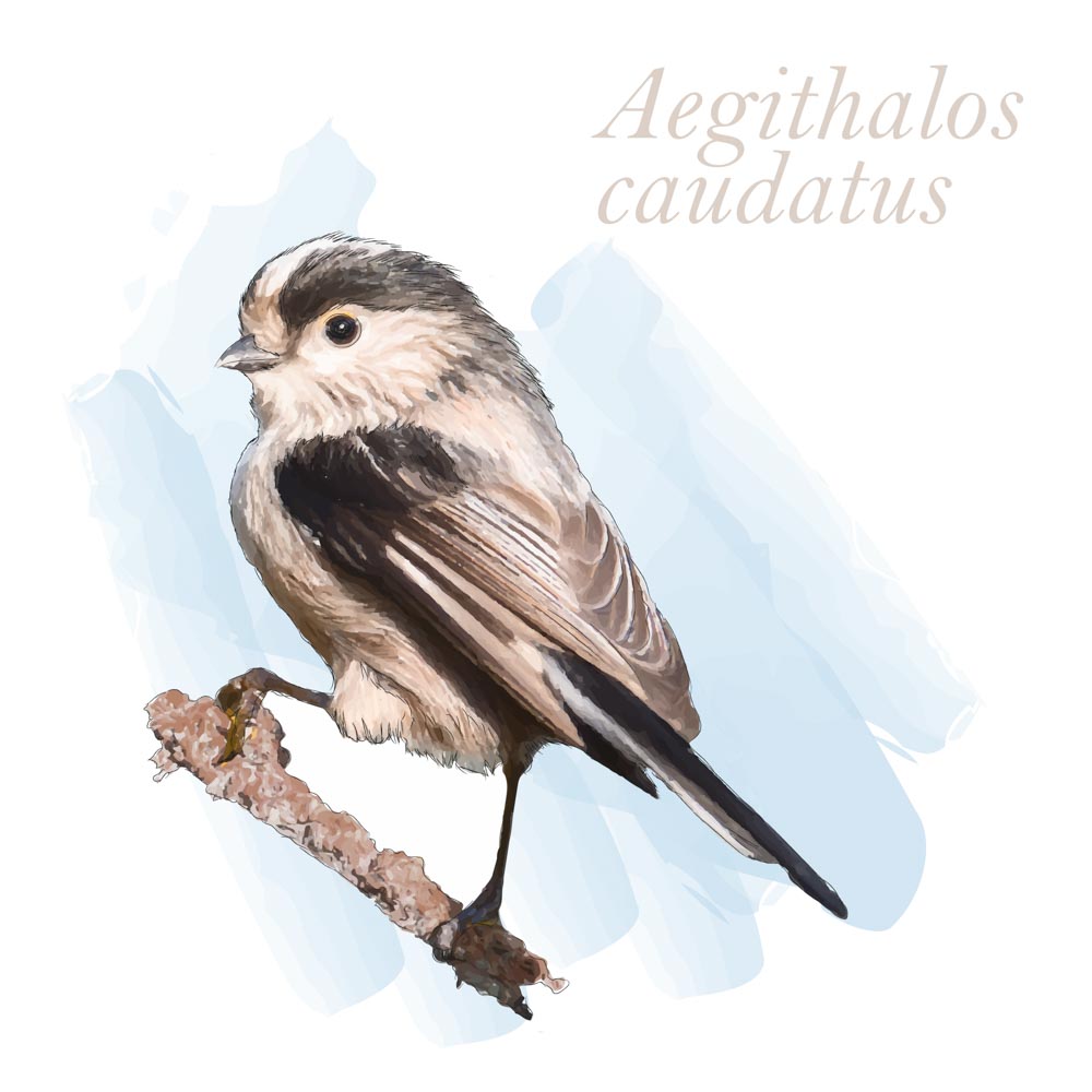 Aegithalos caudatus