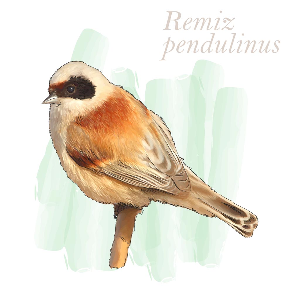 Remiz pendulinus