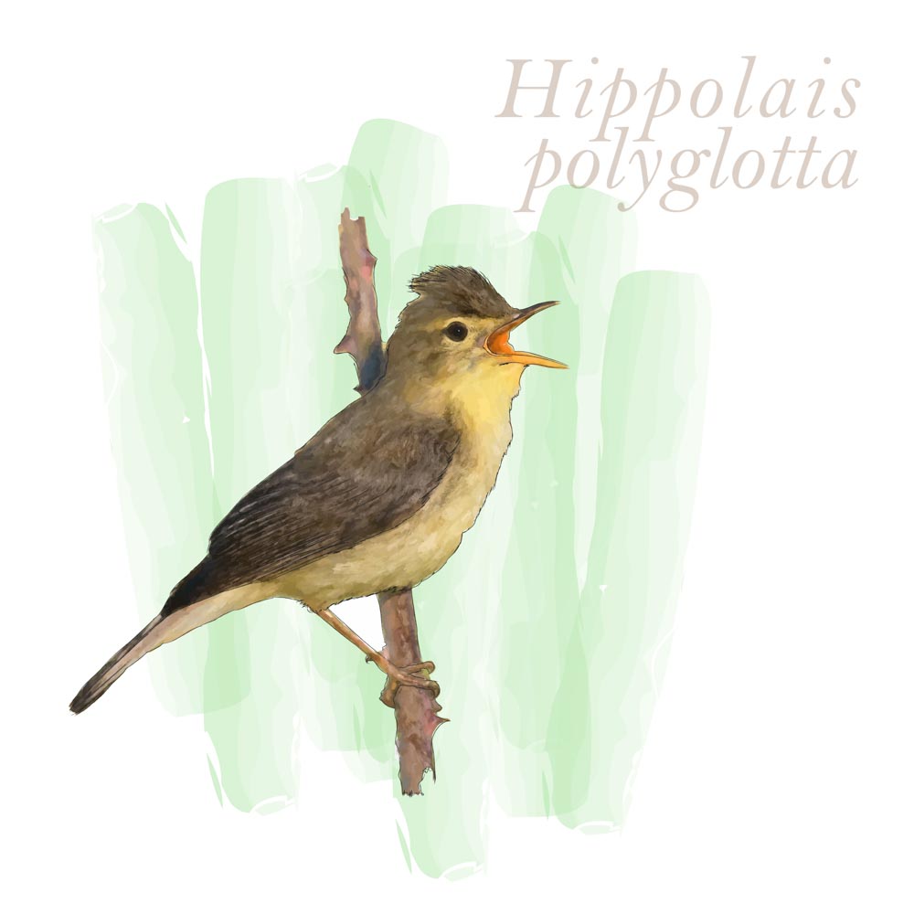 Hippolais polyglotta