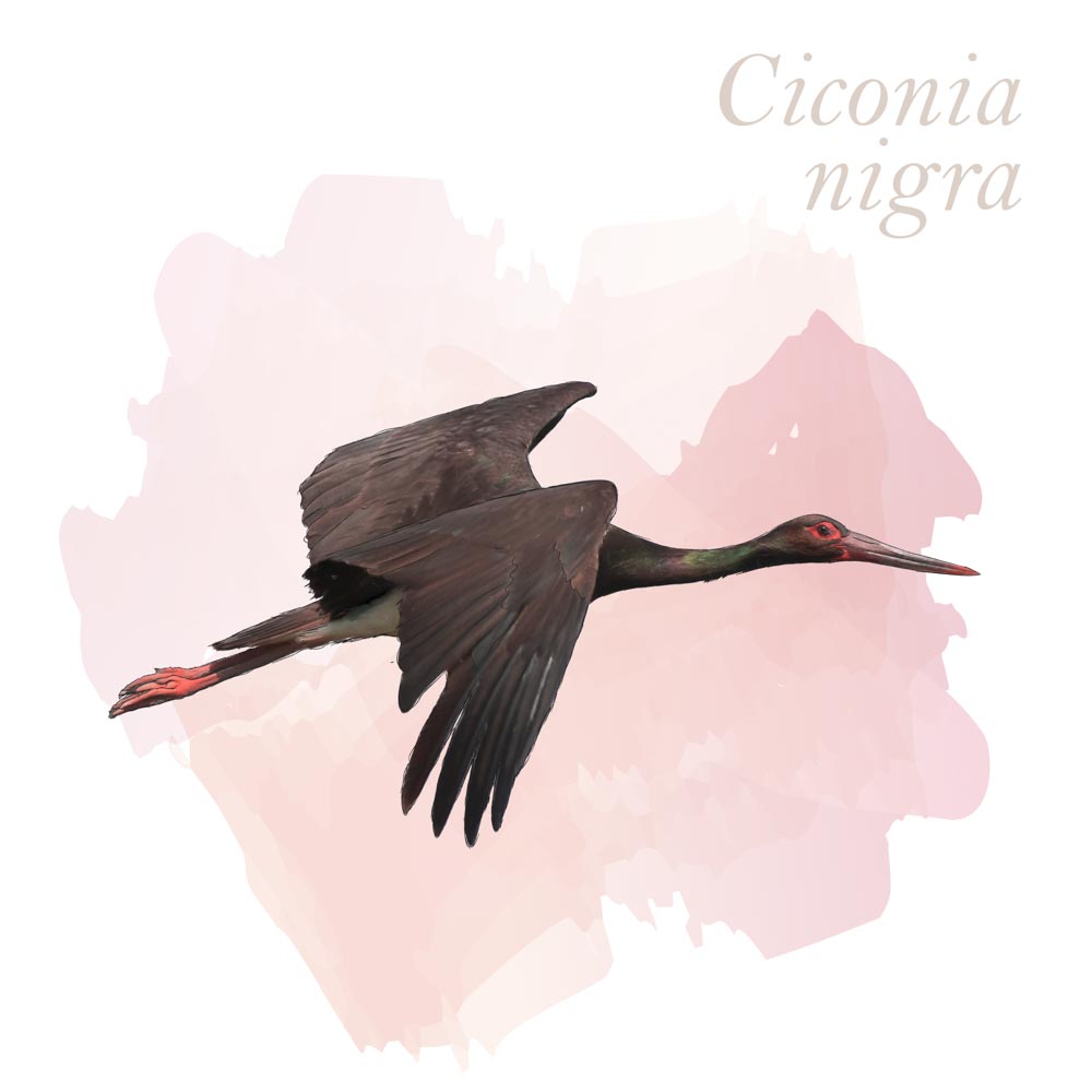Ciconia nigra