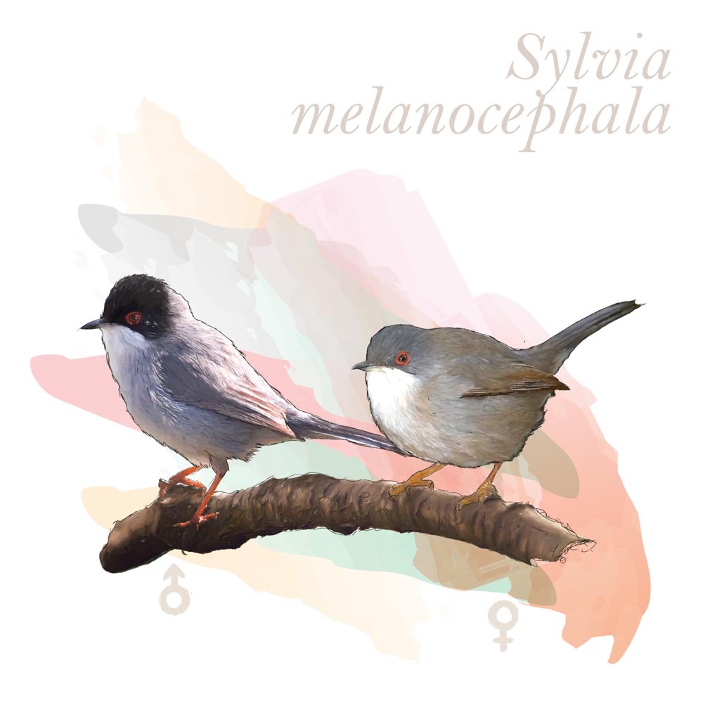 Sylvia melanocephala