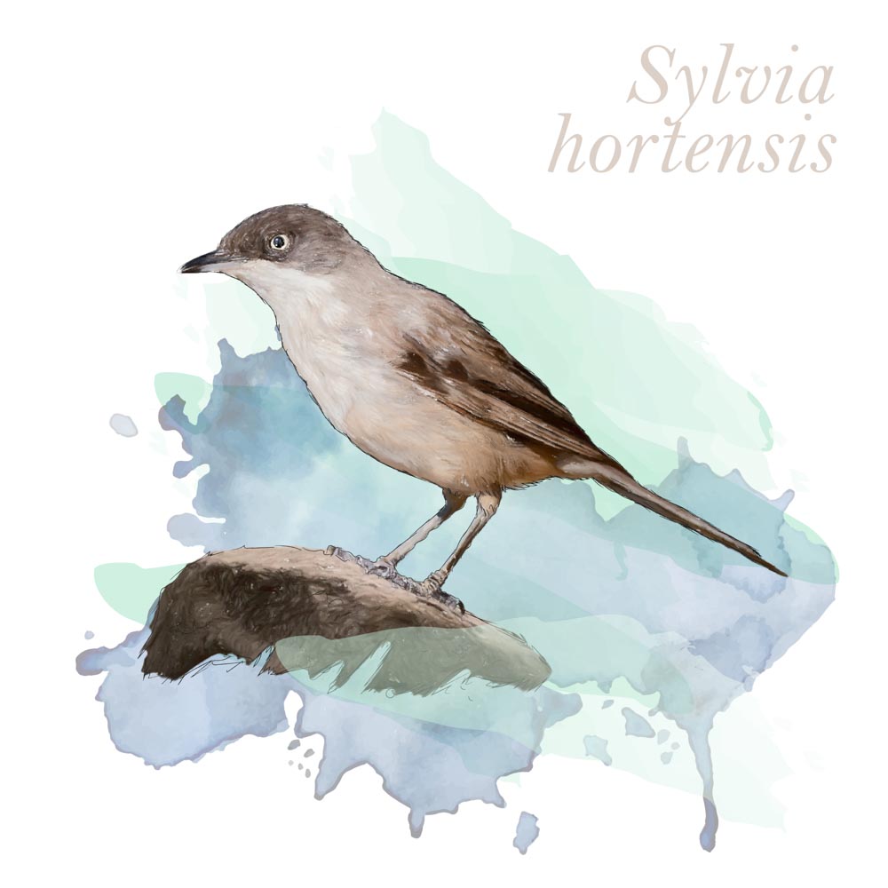 Sylvia hortensis