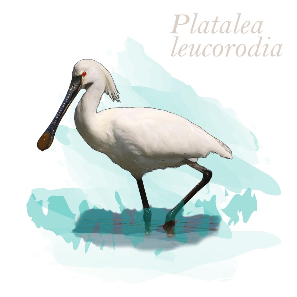 Platalea leucorodia