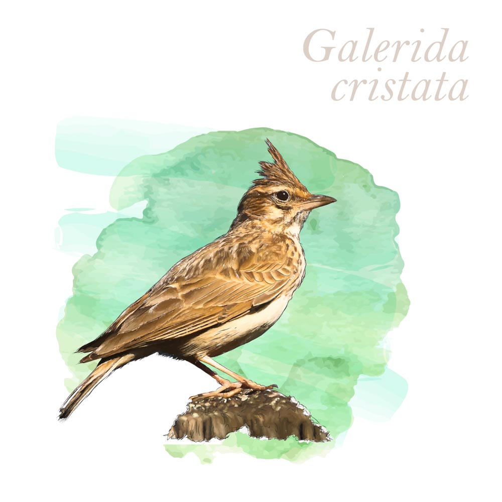 Galerida cristata