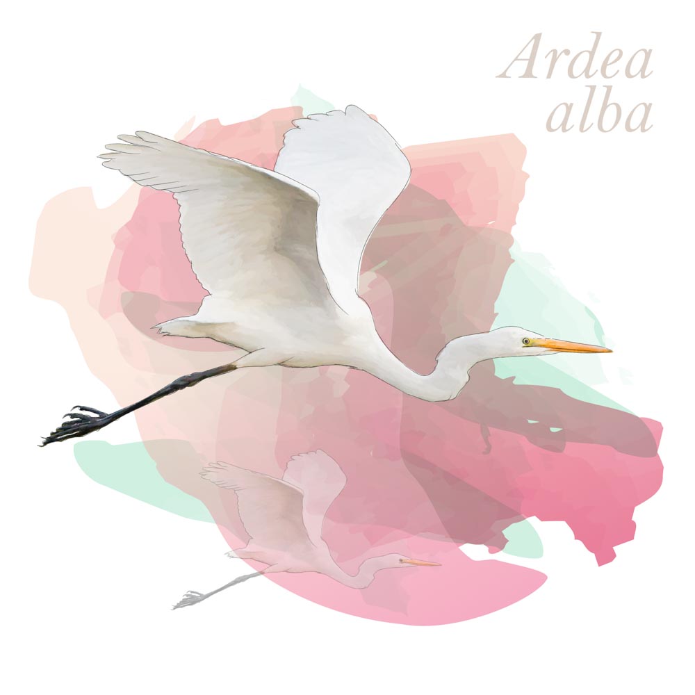 Ardea alba