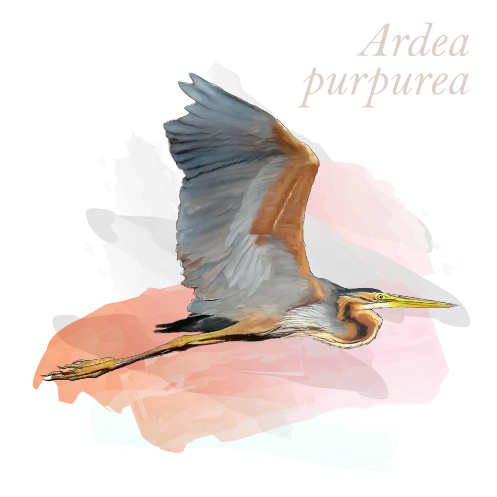 Ardea purpurea