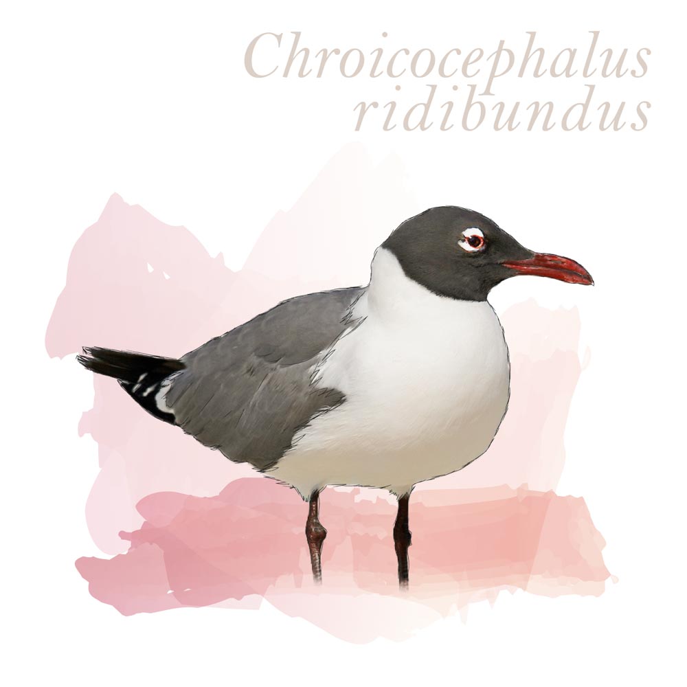 Chroicocephalus ridibundus