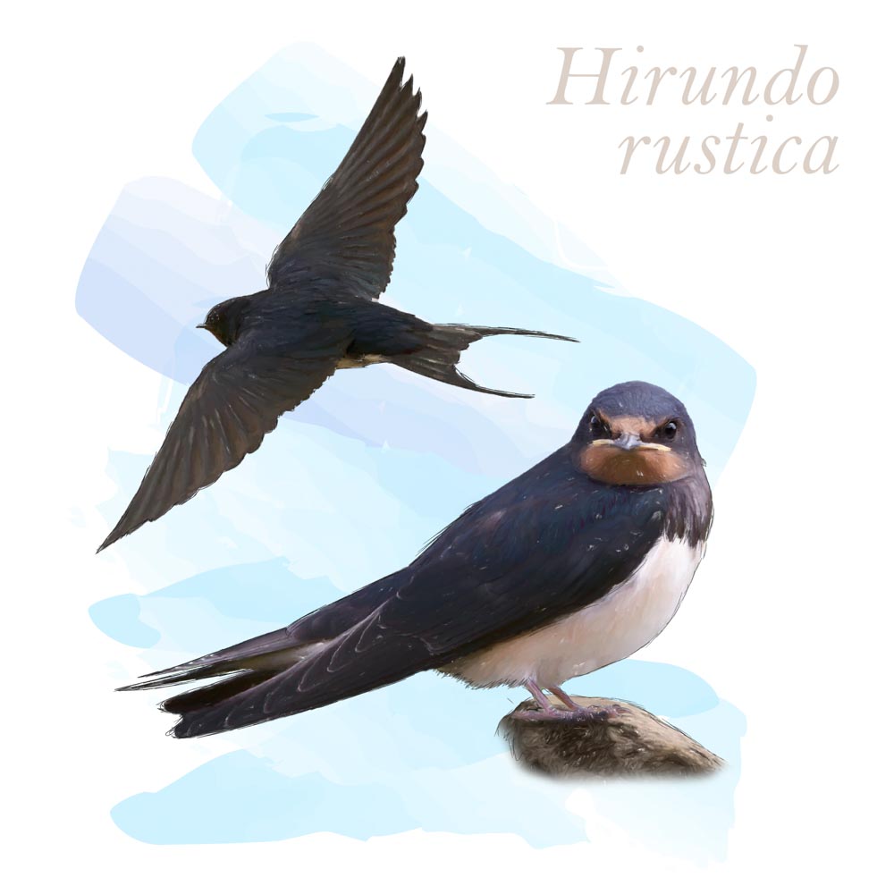 Hirundo rustica