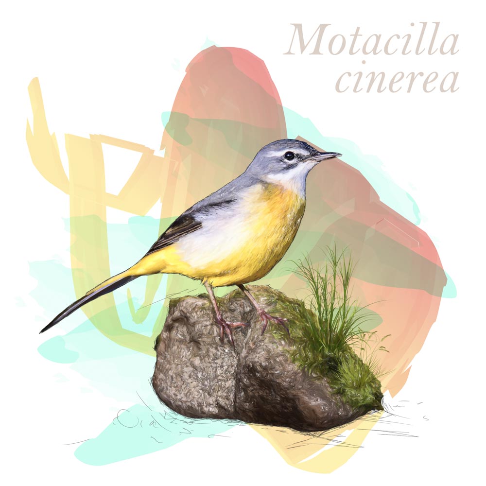 Motacilla cinerea
