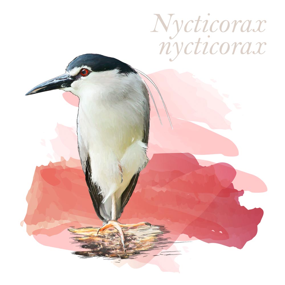 Nycticorax nycticorax