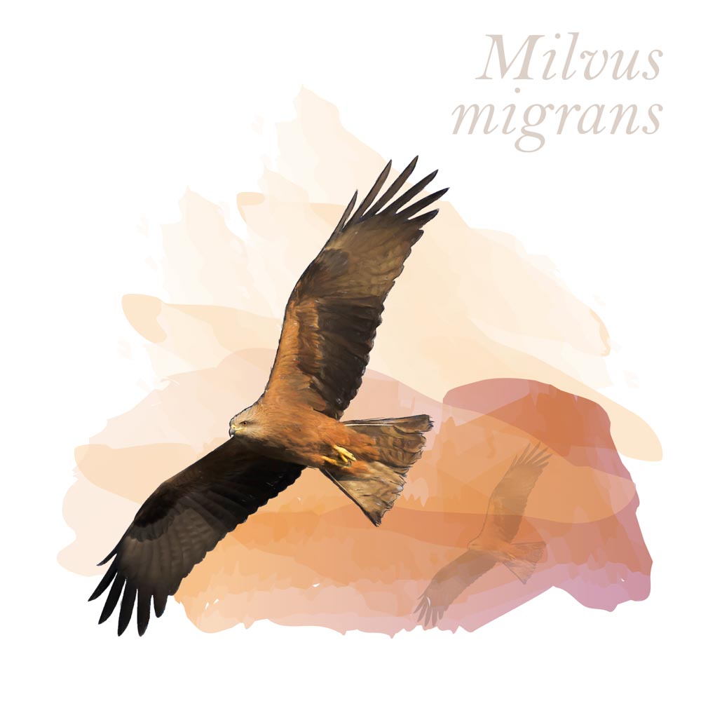 Milvus migrans