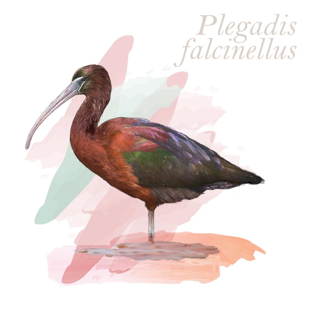 Plegadis falcinellus