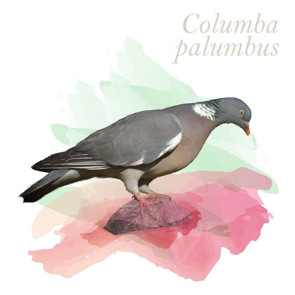 Columba palumbus
