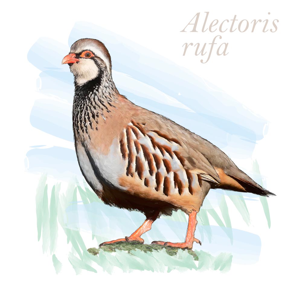 Alectoris rufa