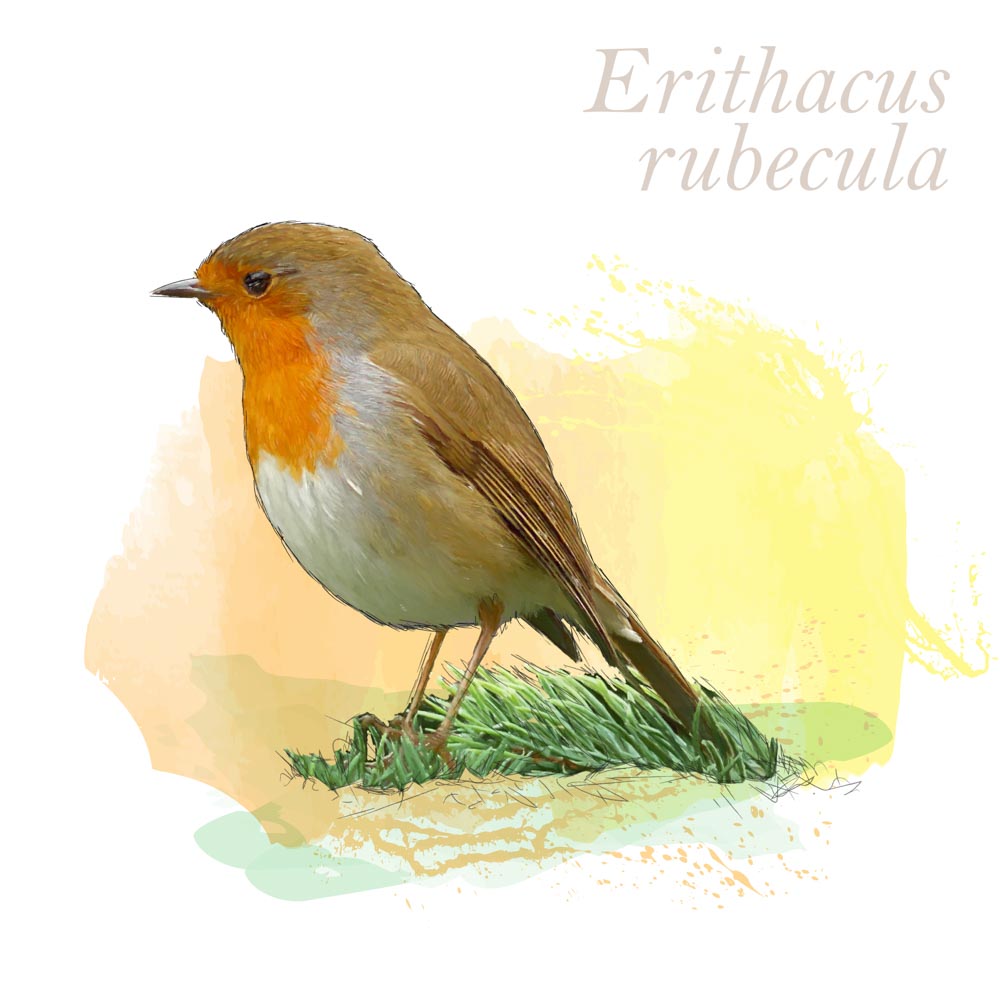 Erithacus rubecula