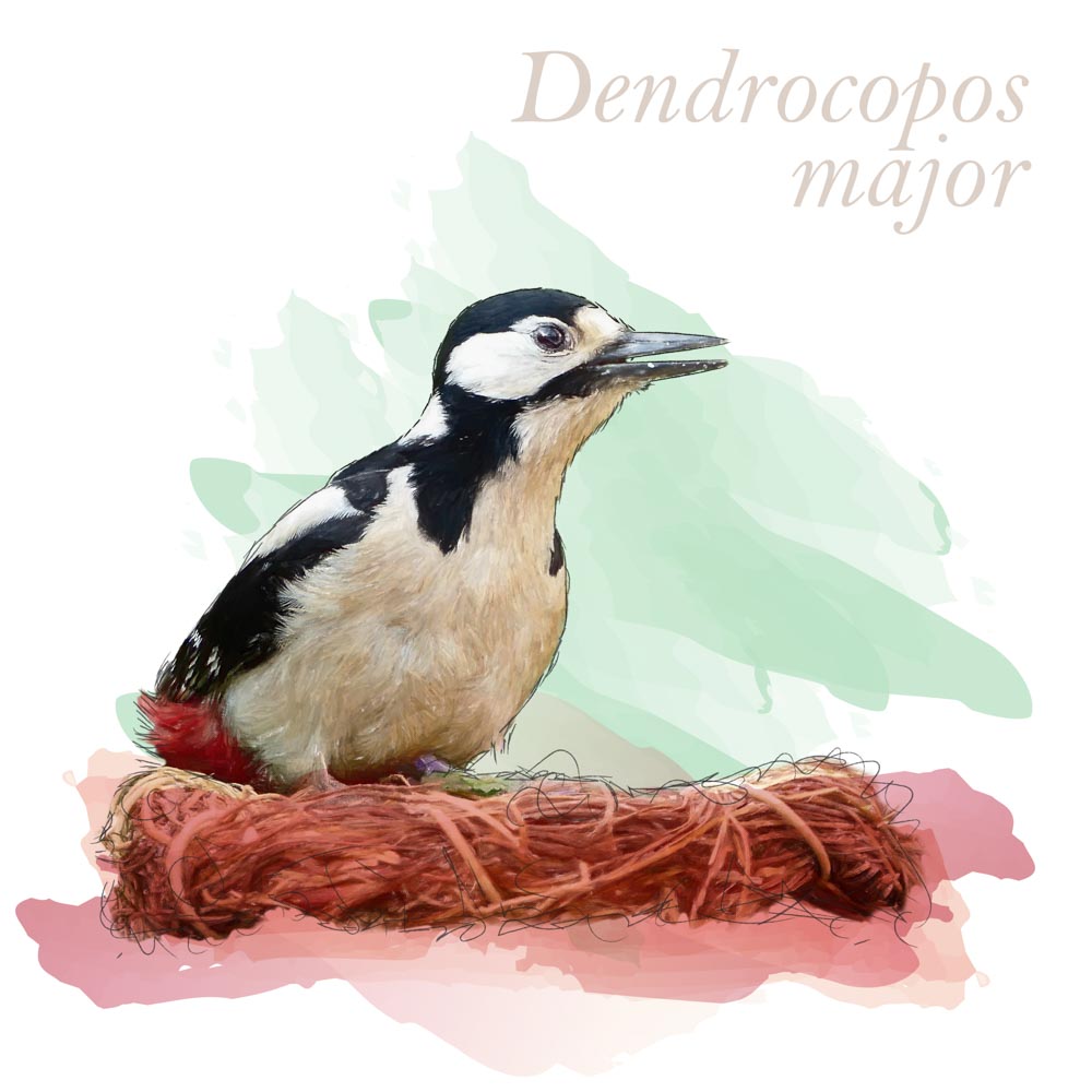 Dendrocopos major