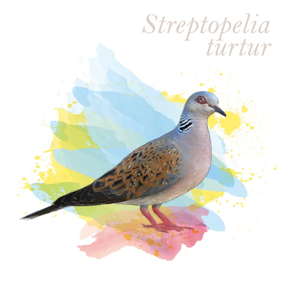 Streptopelia turtur