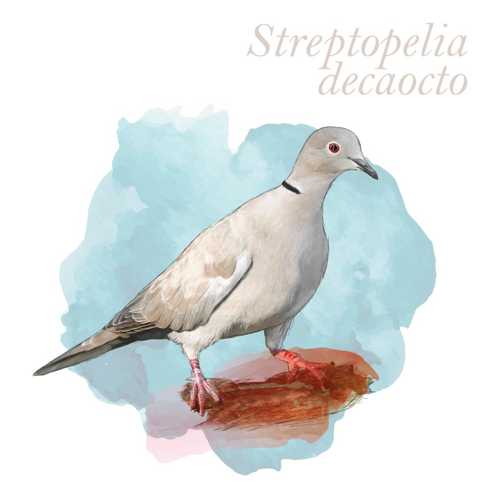 Streptopelia decaocto
