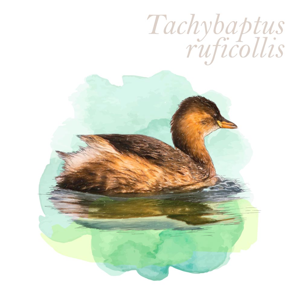 Tachybaptus ruficollis