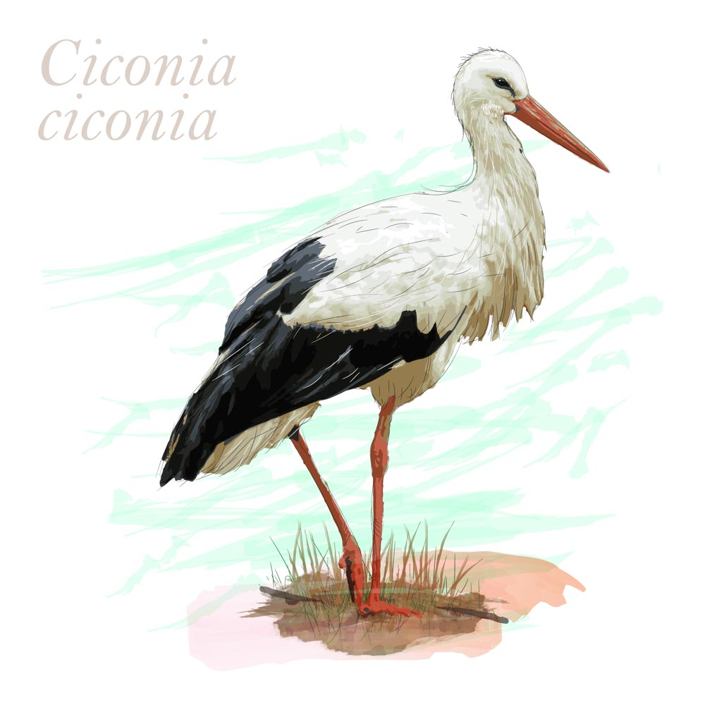 Ciconia ciconia