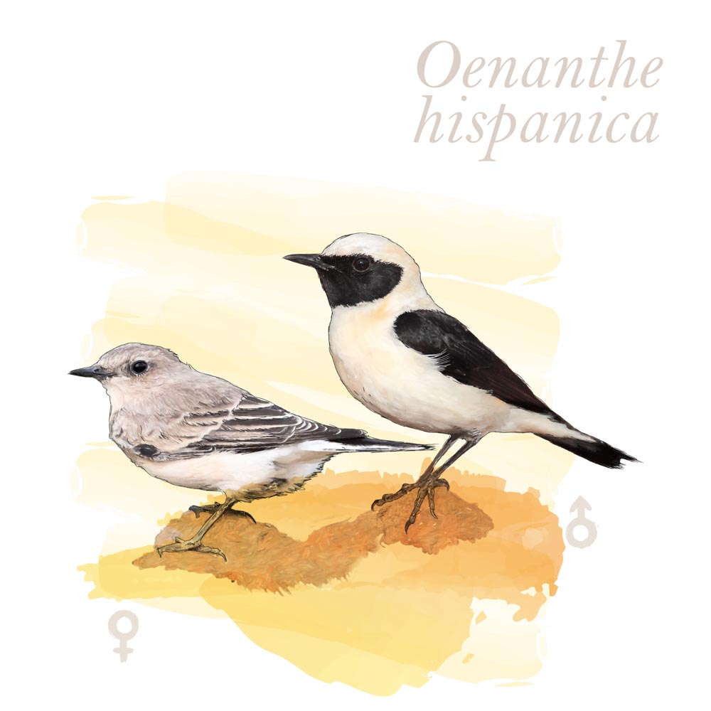 Oenanthe hispanica