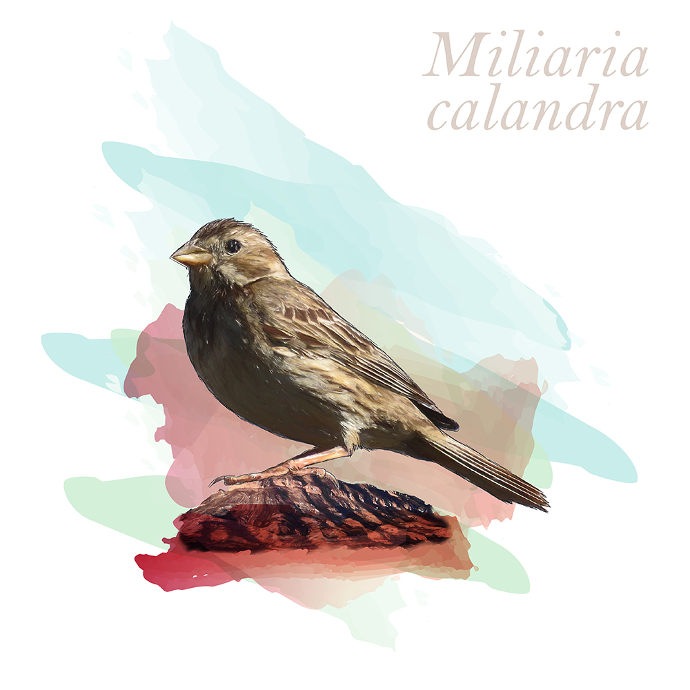 Miliaria calandra