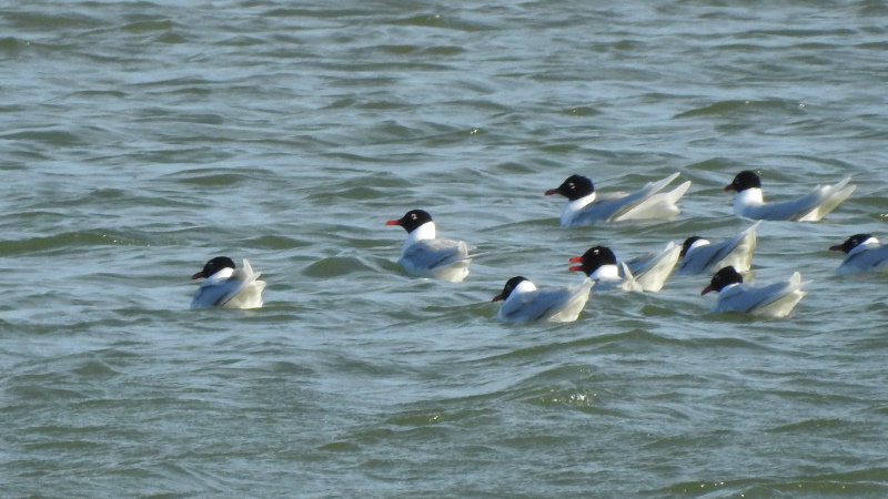 Gaviota cabecinegra, Sotos de Alfaro, La rioja