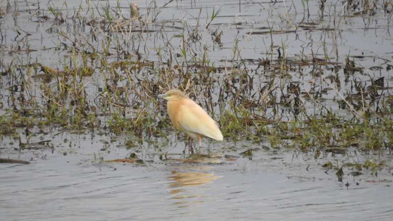 Garcilla cangrejera Sotos de Alfaro La Rioja