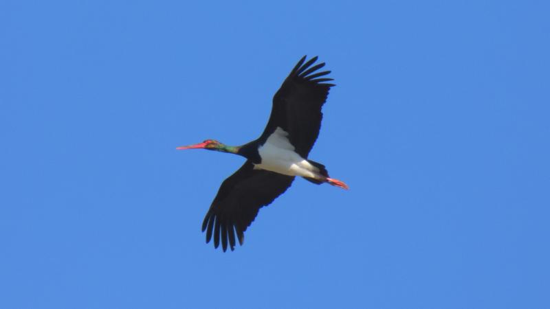 aves, cigüeña negra, Sotos de Alfaro