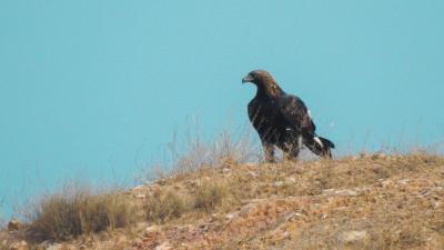 Águila real 