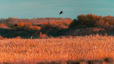 Carrizos en el carrizal