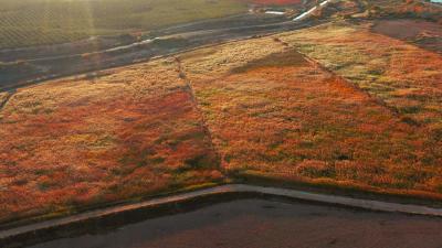 tablas en el carrizal